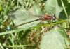 Ischnura elegans
